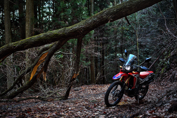 CRF250RALLYと倒木