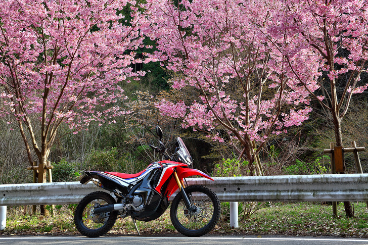 CRF250rallyと桜
