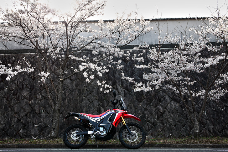 CRF250rallyと桜