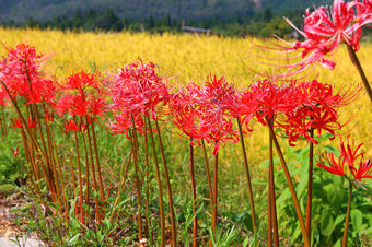 lycoris-radiata-2014-09-26-04.jpg