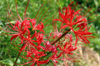 lycoris-radiata-2014-09-26-05.jpg