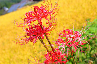 lycoris-radiata-2014-09-26-06.jpg
