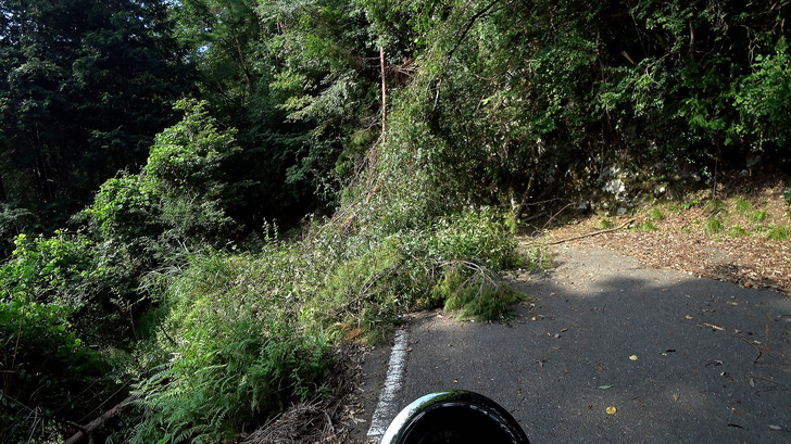 モンキー125と林道2