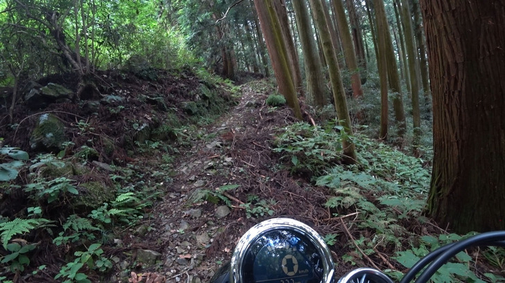 monkey125