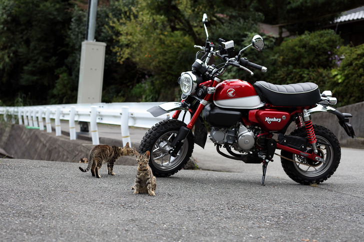 モンキー125と猫