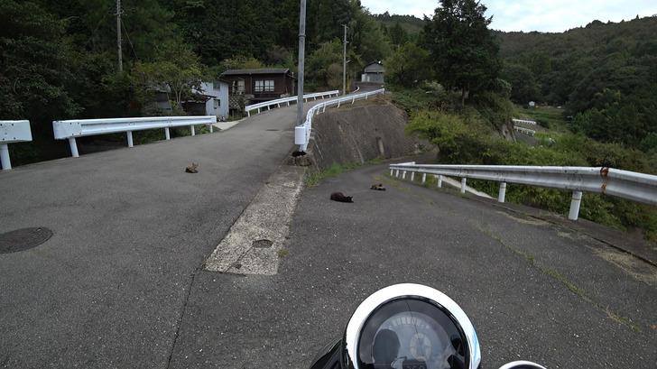 モンキー125と猫の村