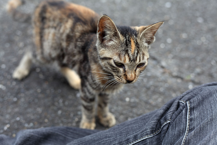 猫