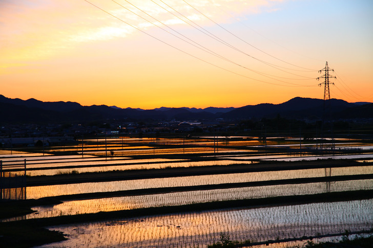 paddy-field