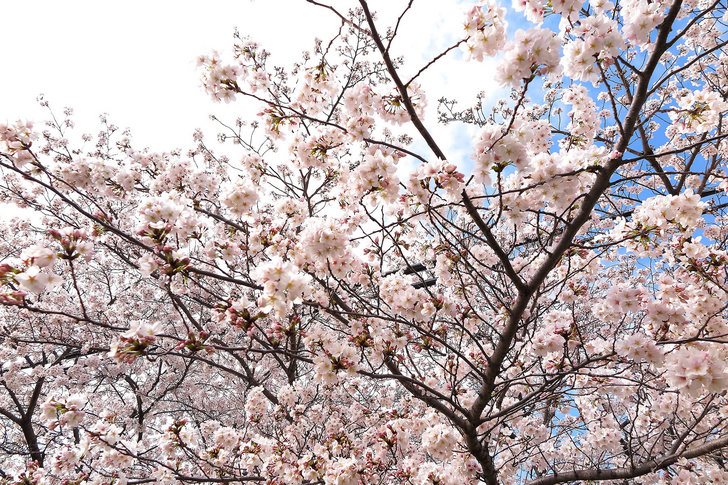 sakura-2015-04-02.jpg